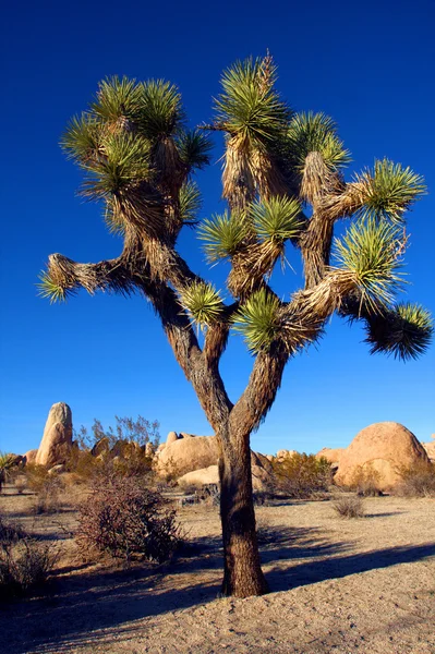 Joshua Tree στο Εθνικό Πάρκο Joshua Tree, Καλιφόρνια, ΗΠΑ — Φωτογραφία Αρχείου