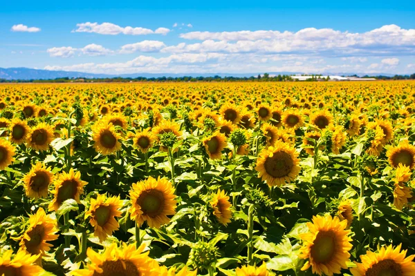Zonnebloemen genieten van de zon Rechtenvrije Stockfoto's