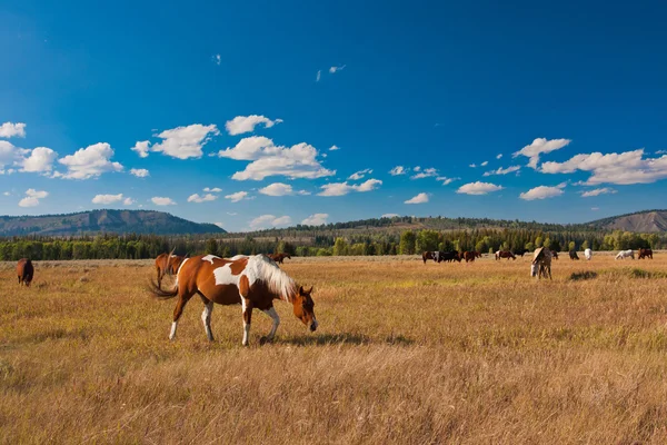 Paarden genieten van de rust in het nationaal park yellowstone, Verenigde Staten Stockfoto