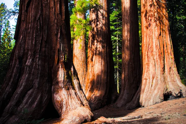 Gigantyczne sekwoje w parku narodowym yosemite — Zdjęcie stockowe