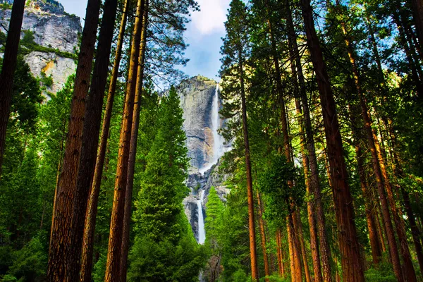 ヨセミテ国立公園、カリフォルニア州にセコイアの背後にあるヨセミテの滝 ストック画像