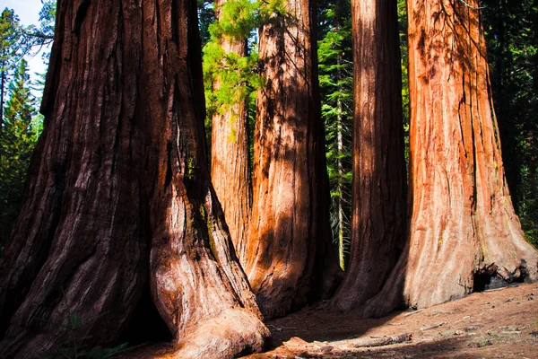 Reus Sequoia's in yosemite national park Stockafbeelding