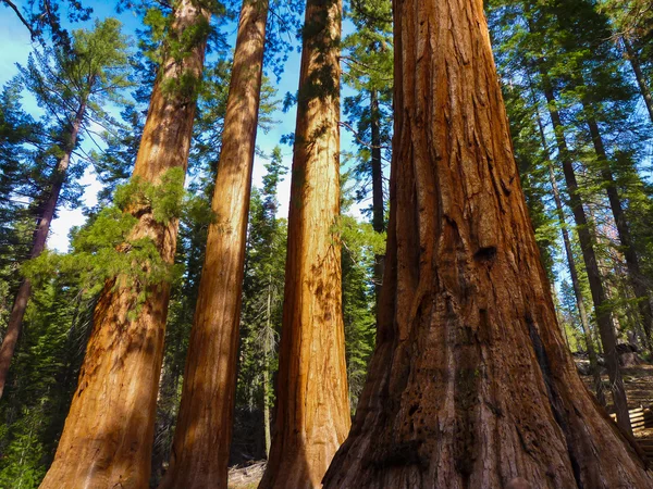 Sequoie giganti nel Parco Nazionale dello Yosemite — Foto Stock