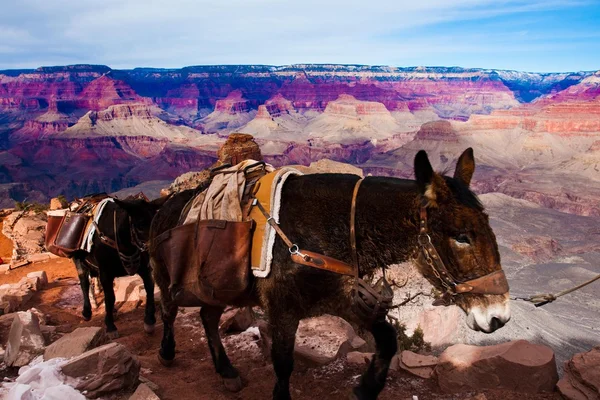 Katır kadar mal Büyük Kanyon Ulusal Parkı Arizona, ABD ile tırmanma