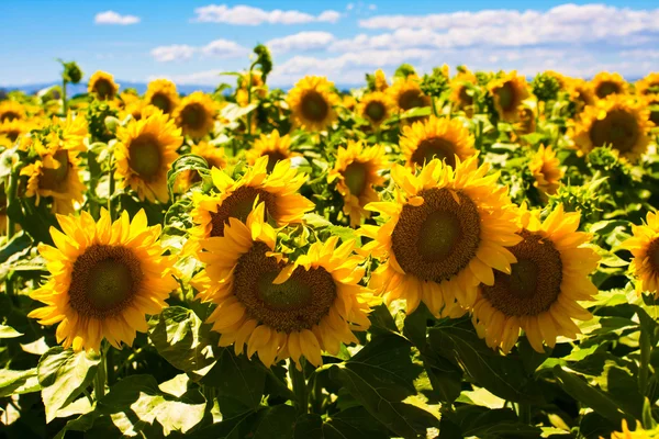 Girassóis apreciando o sol — Fotografia de Stock