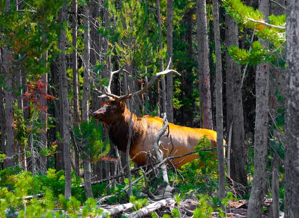 Elk in the Jungle in Yellowstone National Park,USA — Stock Photo, Image