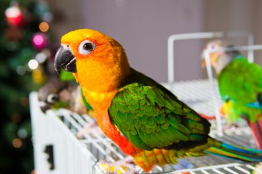 şirin güneş conure ve yeşil yanak conure
