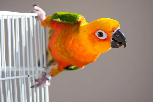 可爱太阳 conure — 图库照片