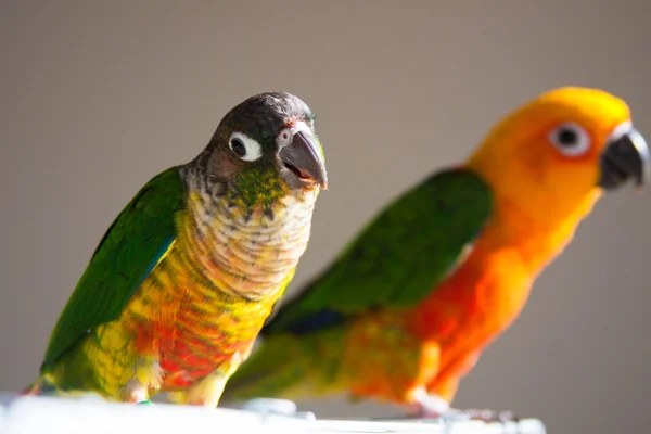 可爱太阳 conure 和绿色的脸颊 conure — 图库照片