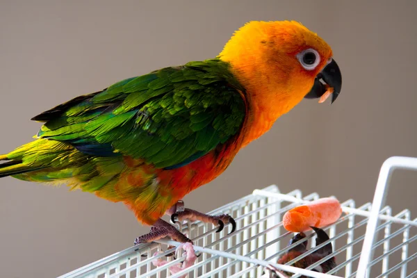 Leuke zon papegaaiachtigen — Stockfoto
