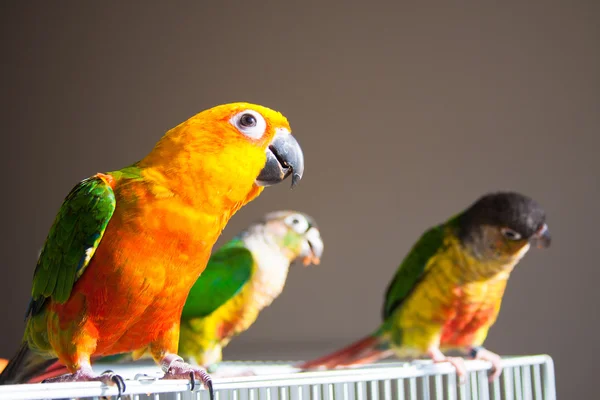 şirin güneş conure ve yeşil yanak conure