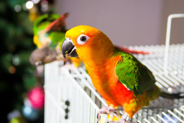 Carino sole conure e verde guancia conure — Foto Stock