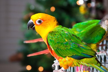 şirin güneş conure ve yeşil yanak conure