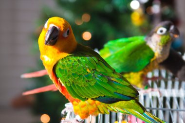 Cute Sun Conure and Green Cheek Conure clipart