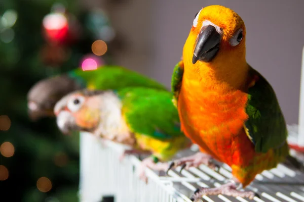 Leuke zon papegaaiachtigen en groene Wang papegaaiachtigen — Stockfoto