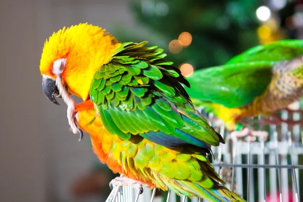 Conure słońca ładny i zielony policzek conure — Zdjęcie stockowe