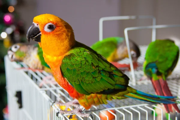 Şirin güneş conure ve yeşil yanak conure — Stok fotoğraf