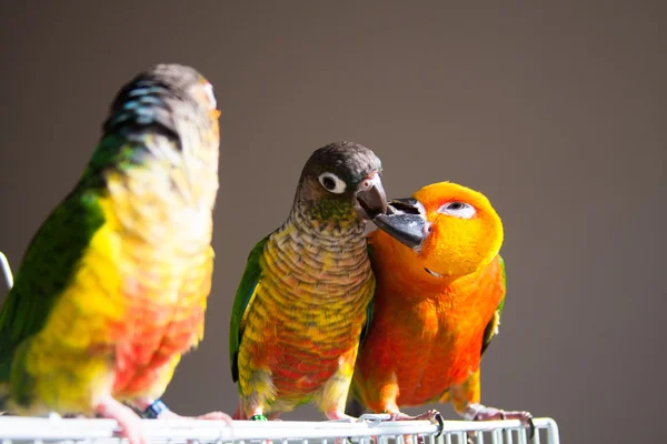 可爱太阳 conure 和绿色的脸颊 conure — 图库照片