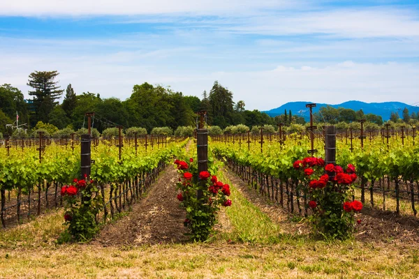 Färgglada vingårdar i napa valley, Kalifornien — Stockfoto