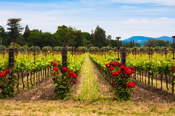 Farbenfrohe Weinberge im Napa-Tal, Kalifornien lizenzfreie Stockfotos