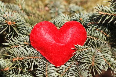 Çam dallarında kırmızı kalp