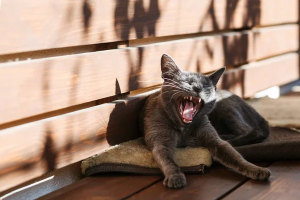 Cat Domestic Yawns Grey Cat Lying Bench — Stock Photo, Image