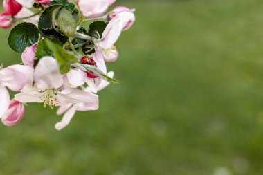  Spring background Spring Bloom. Ladybugs mating in Spring Time. Copy Space