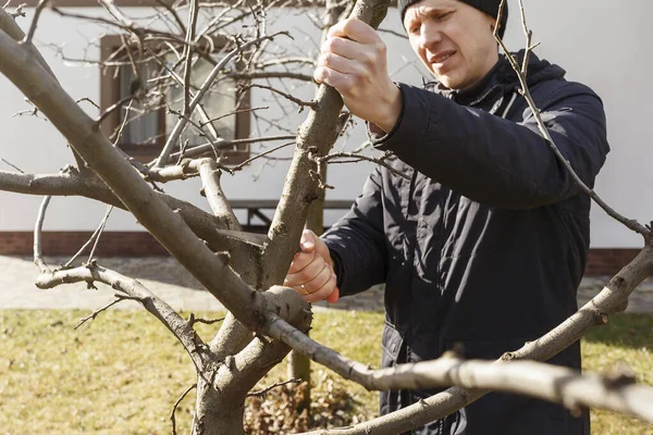 Spring Pruning Tree Man Prunes Apple Tree Branch Hand Saw — Stock Photo, Image