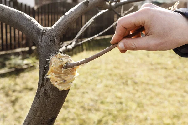 Grease Cut Tree Garden Pitch Man Smears Place Cut Tree — Stock Photo, Image