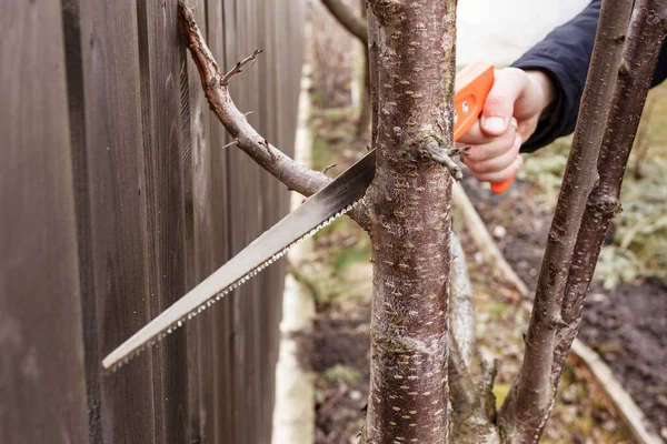 Pruning Tree Våren Trädgårdsmästarens Hand Skär Trädgrenar Våren Säsongsbeskärning Träd — Stockfoto