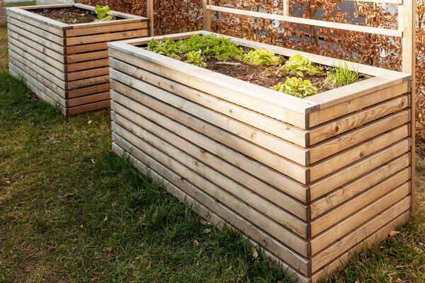Community Garden. Raised Garden bed with plants in Vegetable Community Garden. Gardening High Warm Wooden Garden Bed for Greenery.