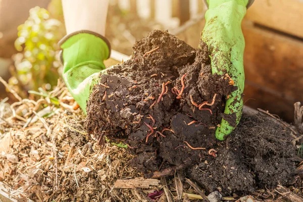 Kompost Med Maskar Från Organiskt Avfall Kompost Heap Bio Humus — Stockfoto