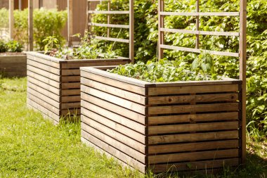 Urban Community Garden 'da yetiştirilmiş yatak yetiştirme bitkileri baharatlar ve sebzeler. Bahçe Yüksek Ilık Tahta Bahçe Yeşillik Yatağı. 