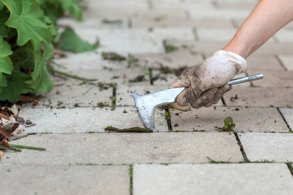 Weed Removing Paving Stones Garden Human Hand Removes Weeds Special — Stock Photo, Image