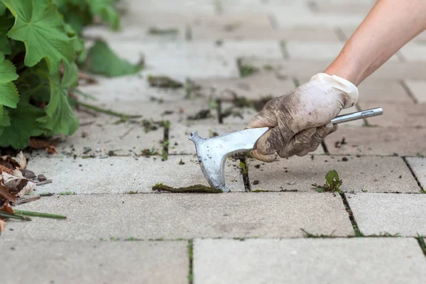 Usuwanie Chwastów Betonowych Kamieni Ogrodzie Ludzka Ręka Usuwa Chwasty Pomocą — Zdjęcie stockowe