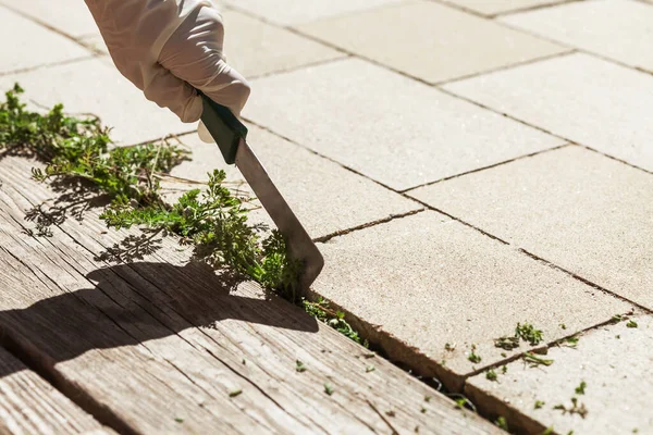 Weed Removal Tool Weed Removing Paving Stones Garden Human Hand — Stock Photo, Image