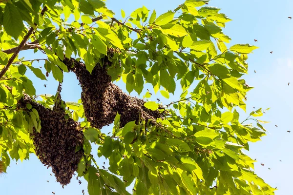 Bienenschwarm Auf Baum Drohne Der Bienen Bienen Flogen Aus Bienenstock — Stockfoto