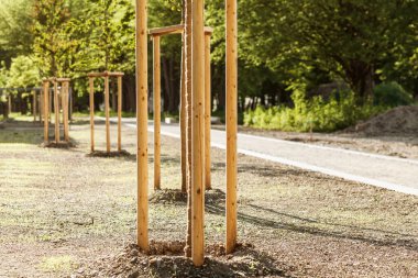 Genç Ağaç Tohumu, şehir parkında kazıklara dikilip bağlanmış. Koruyucu destekli genç ağaçlar. Peyzaj