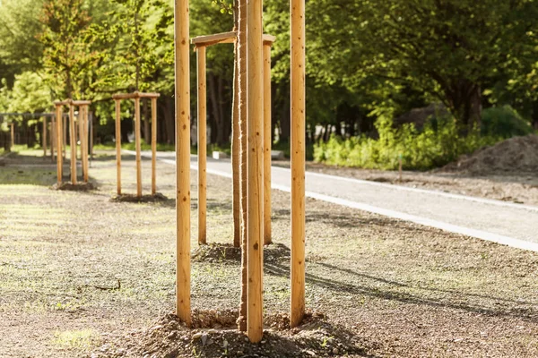 Genç Ağaç Tohumu, şehir parkında kazıklara dikilip bağlanmış. Koruyucu destekli genç ağaçlar. Peyzaj