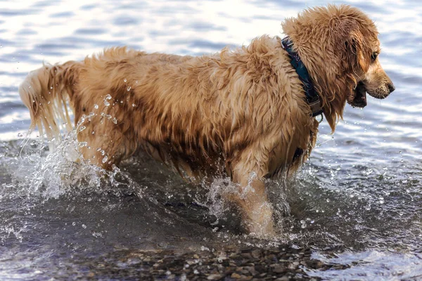Dog Retriever have fun in Lake, Sea or River. Golden Retriever Dog  with collar playing in Water Lake.