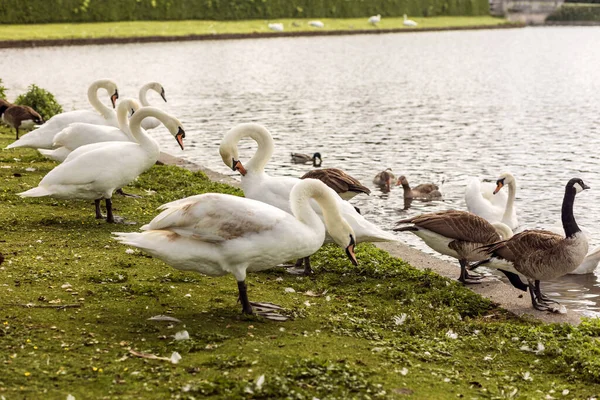Cisnes Gansos Orilla Del Lago Aves Acuáticas Descansando Sobre Hierba — Foto de Stock