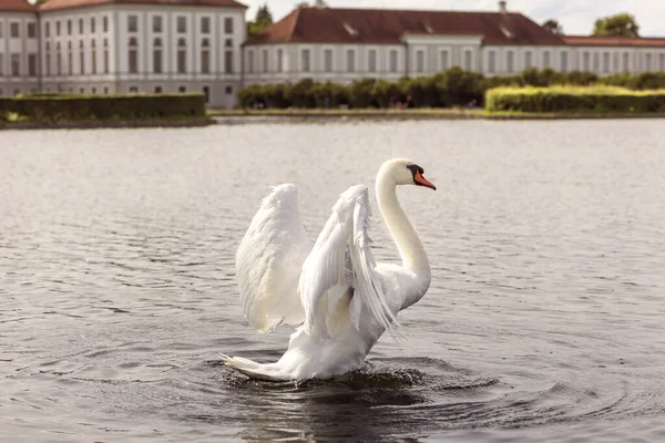 Swan Lake Nymphenburg Palace Munich Inglés Cisne Blanco Lago Del — Foto de Stock