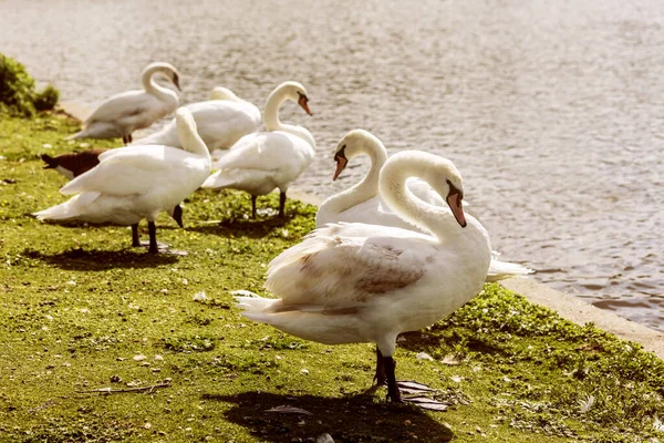 Familia Swan Orilla Del Lago Cisnes Blancos Sientan Hierba Cerca — Foto de Stock