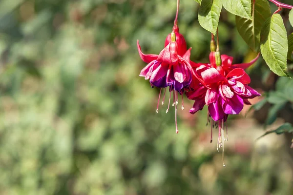 Tropical Exotic Blooming Flowers on Nature Background.  Botanical Garden Flowers.