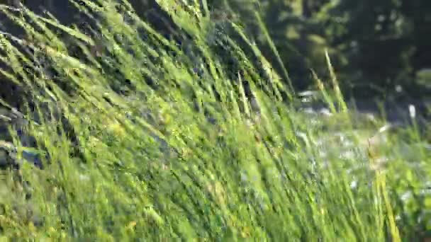 Green Sedge Swaying Wind Close Green Grass Field Water — Stock videók
