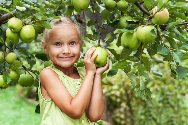 Apple Harvest for Children. Little Girl Child in Apple Garden. Eco Apple Farm