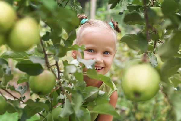 Apple Tree Garden. Child in Apple Garden. Bio Organic Apple for Children.