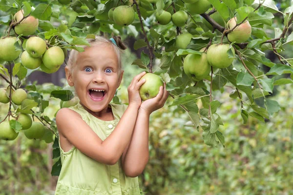 Apple Harvest for Children. Apple Tree Garden with Happy Child Little Girl. 