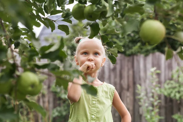 Apple Tree Garden with Child. Eco Organic Apples For Children. Apple Harvesting concept.