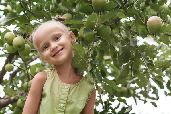 Apple tree Garden and Child. Bio Apples for Children. Apple Harvest concept.